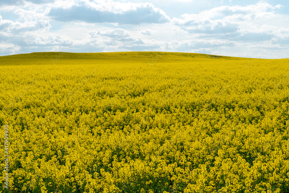 A beautiful yellow field with flowering rapeseed on the background of a blue sky and fluffy clouds. Eco-friendly agriculture.