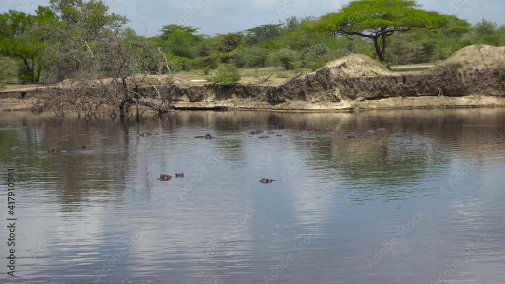 Hippos. An exciting safari trip through the Selous National Park. Tanzania. Africa. Hippos. An exciting safari trip through the Selous National Park. Tanzania. Africa.