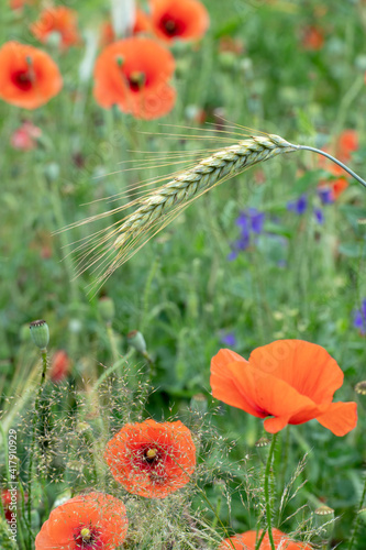 Spikelet of wheat close-up on the background of a poppy field and larkspur. A blooming field with different colors.