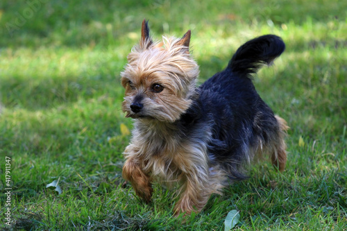 Yorkshire Terrier in pet trim