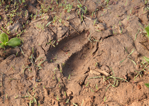 mule deer hoof track clearly visible in dirt closeup