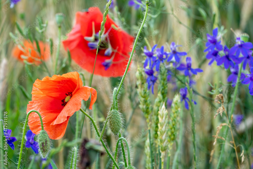 Fototapeta premium A field of red poppies with blooming buds. Red Poppy as a Symbol of World War I Memorial Day. wildflower field.