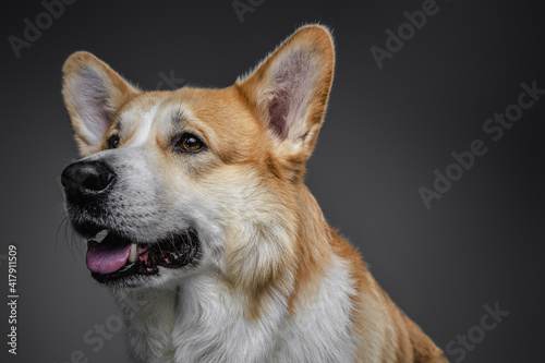 The welsh corgi redhead dog makes a variety of naughty and lovely  happy and sad expressions  posing on dark background in studio with light.