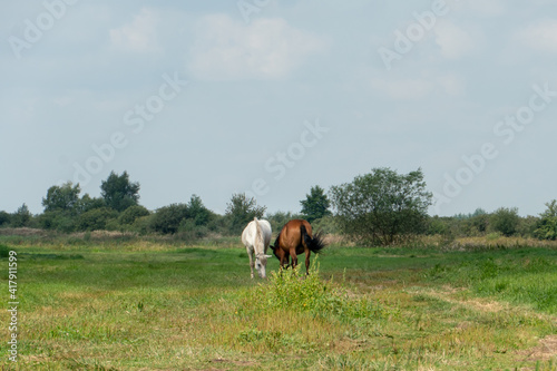 Grazing horses on a green pasture on a sunny summer day against a blue sky. A couple of horses graze in a meadow.