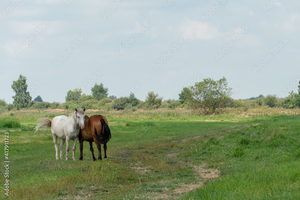 Two horses standing alone by a path in an empty meadow. Free grazing of horses. Love for animals.