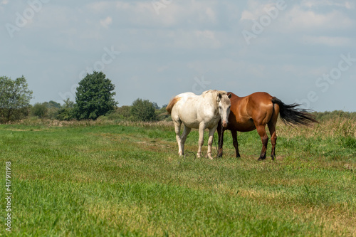 Grazing horses on a green pasture on a sunny summer day against a blue sky. A couple of horses graze in a meadow. © Pokoman