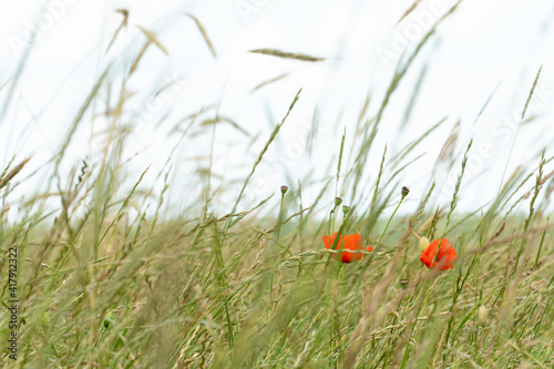 A wild field of flowers in the countryside. A red poppy grows and blooms in a wheat field.