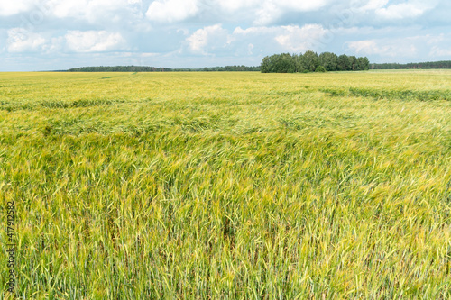 A large field of green young wheat against a background of blue sky and forest. Spikelets of wheat are nailed to the ground by a strong wind. Ecological agriculture. Cultivation of grain crops.