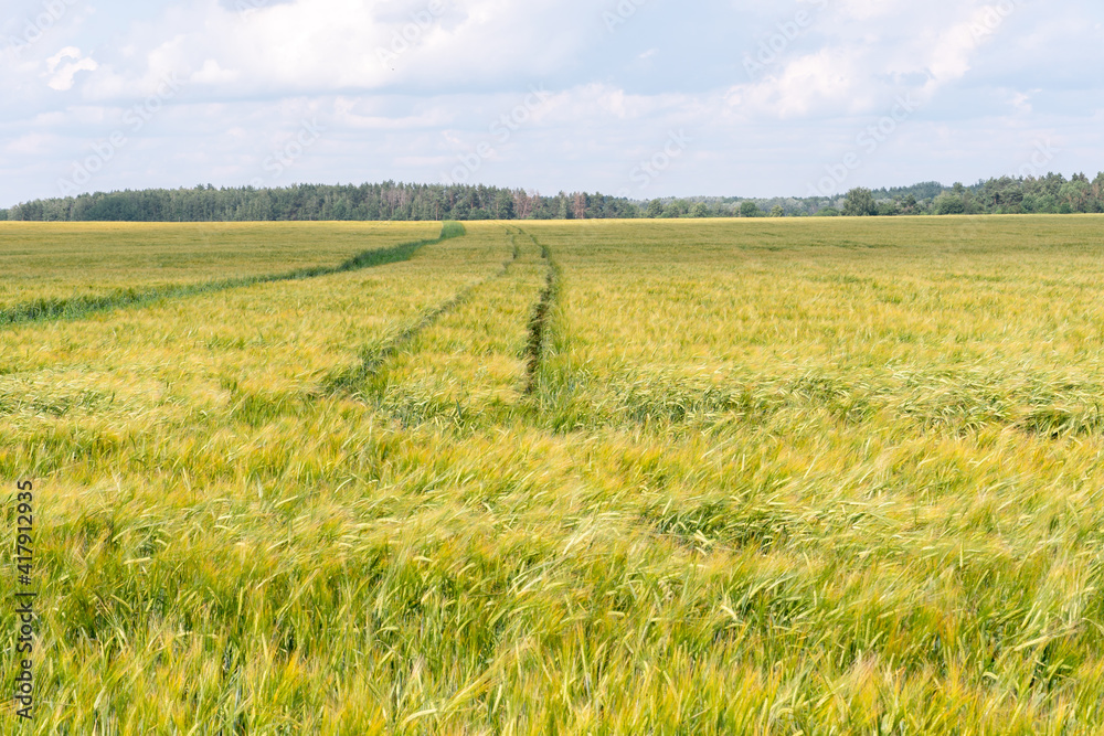A large field of green young wheat against a background of blue sky and forest. In the middle of a wheat field, a track from harvesting equipment is visible. Ecological agriculture.