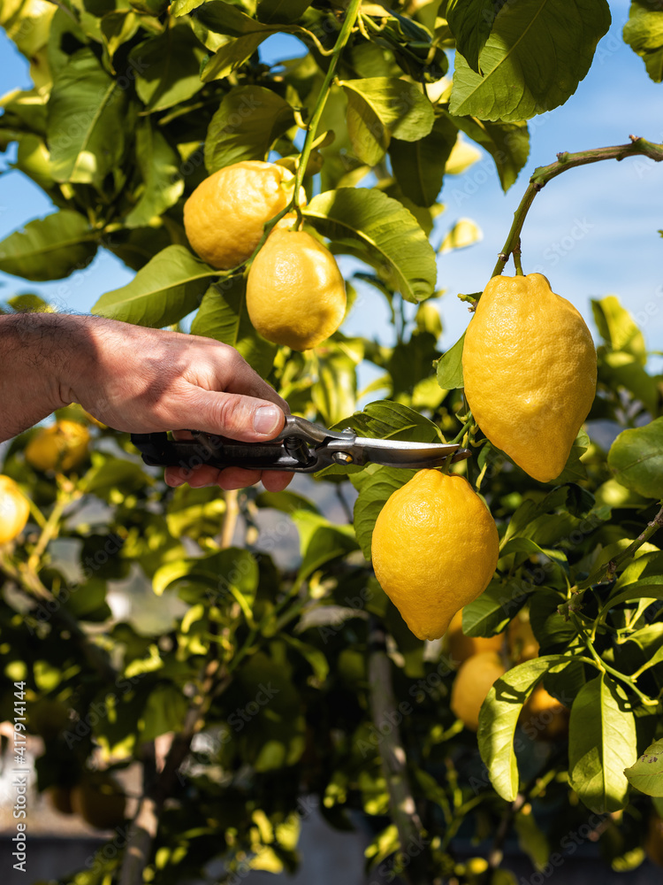 Close-up of the hands of the farmer who harvest the lemons in the citrus grove with scissors. Traditional agriculture.
