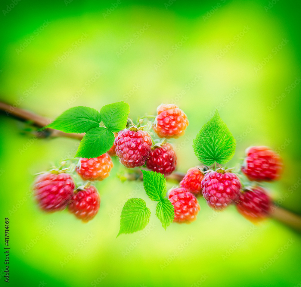 bright sweet red raspberries on a branch on a bright green bright sweet red raspberries on a branch on a bright green