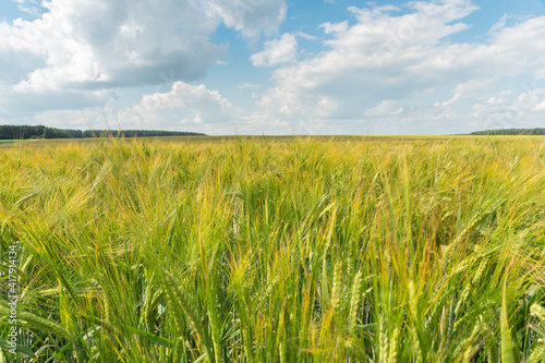 A large field of green young wheat against a background of blue sky and forest. The track in the field from the harvesting equipment. Ecological agriculture. Cultivation of grain crops.