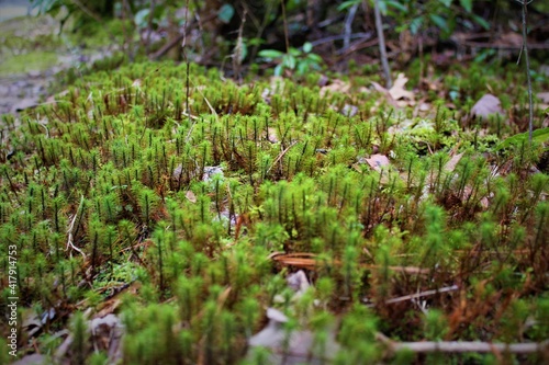 moss in the forest