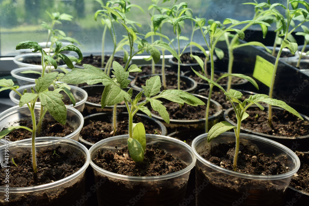 seedling of tomato in greenhouse. seedling of tomato in greenhouse.