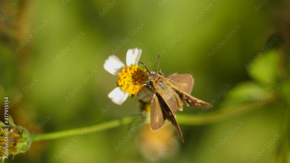 Hottentot Skipper walks on tiny wild flower. Macro closeup slowmo Hottentot Skipper walks on tiny wild flower. Macro closeup slowmo