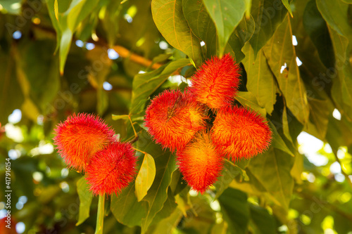 achiote seed pod on the urucum tree used as natural lipstick, spice tour in Zanzibar, Tanzania