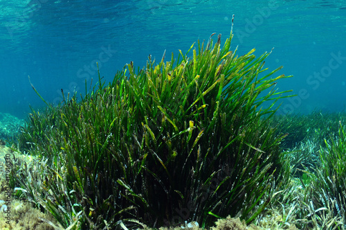 Neptune grass on a Spanish Mediterranean beach