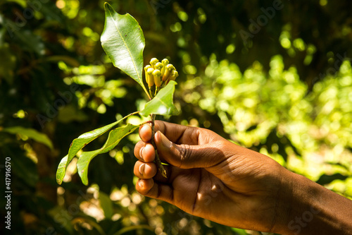 a spice farm worker showing seed pods from a cloves plant near stone town, zanzibar, tanzania, africa