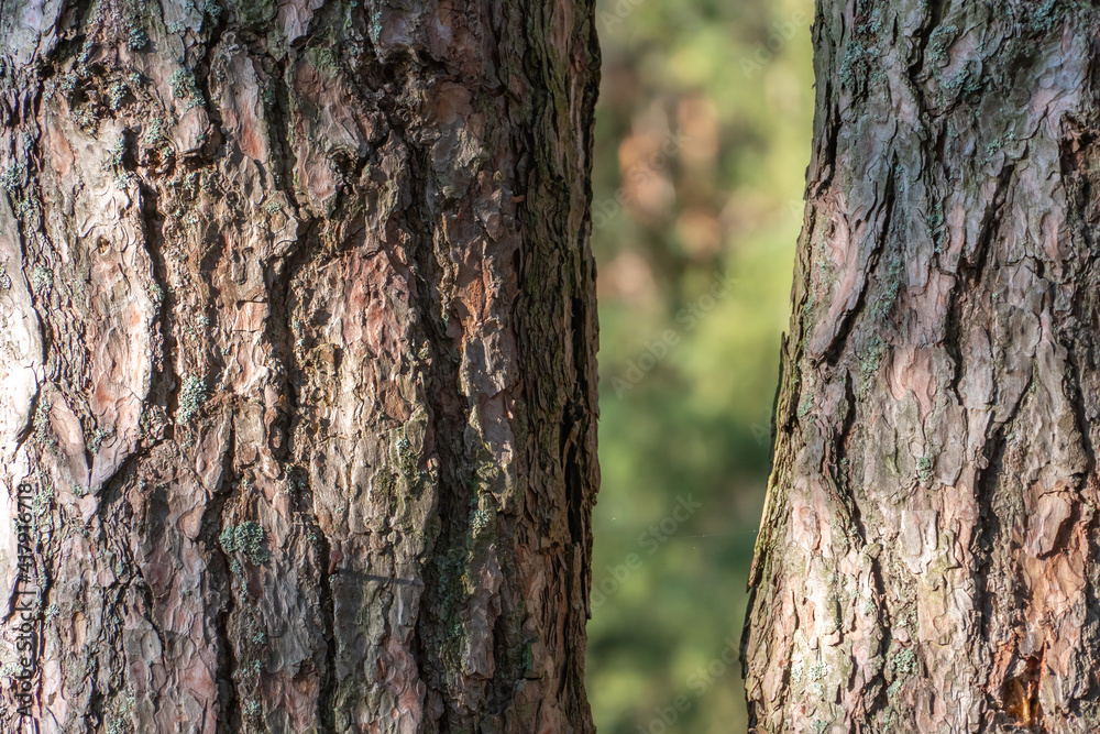 pine forest on a summer day. Tree trunks close-up. The texture of tree bark. pine forest on a summer day. Tree trunks close-up. The texture of tree bark.