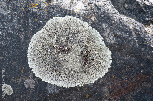 Nature texture with lichen closeup on rocks with moss for interesting textures.