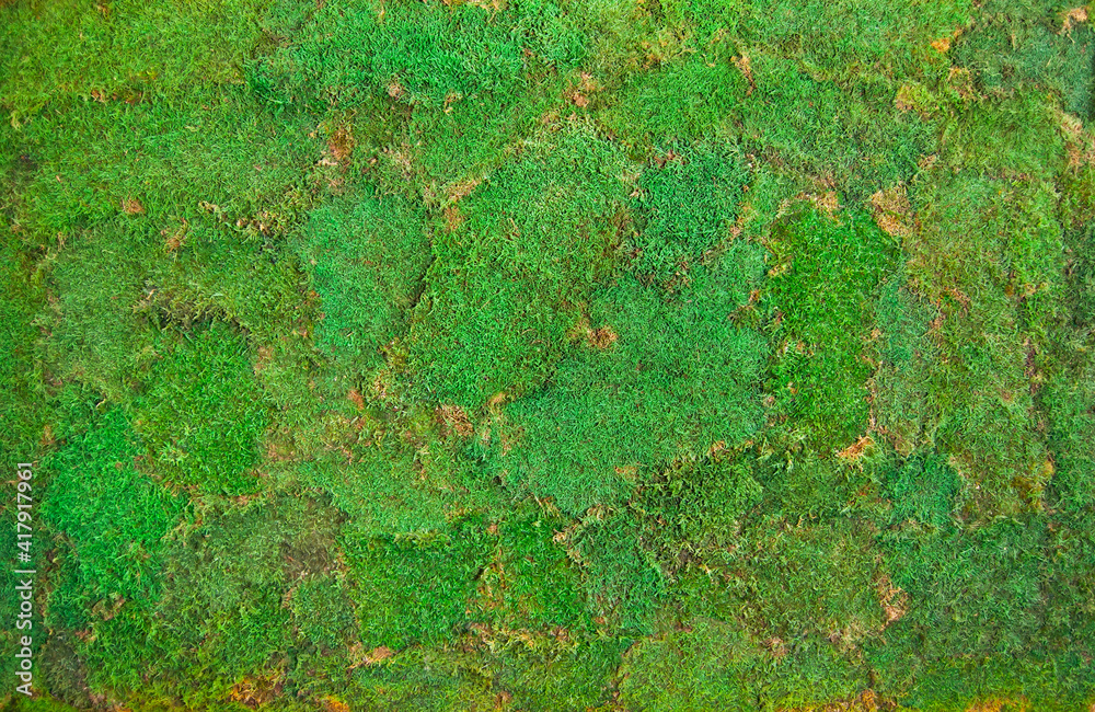 Texture of green decorative moss. Natural moss for interior design. Texture of green decorative moss. Natural moss for interior design.