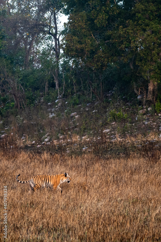 side view of wild bengal tiger on early morning stroll for territory marking at grassland area of terai region forest at uttarakhand india - panthera tigris tigris side view of wild bengal tiger on early morning stroll for territory marking at grassland area of terai region forest at uttarakhand india - panthera tigris tigris