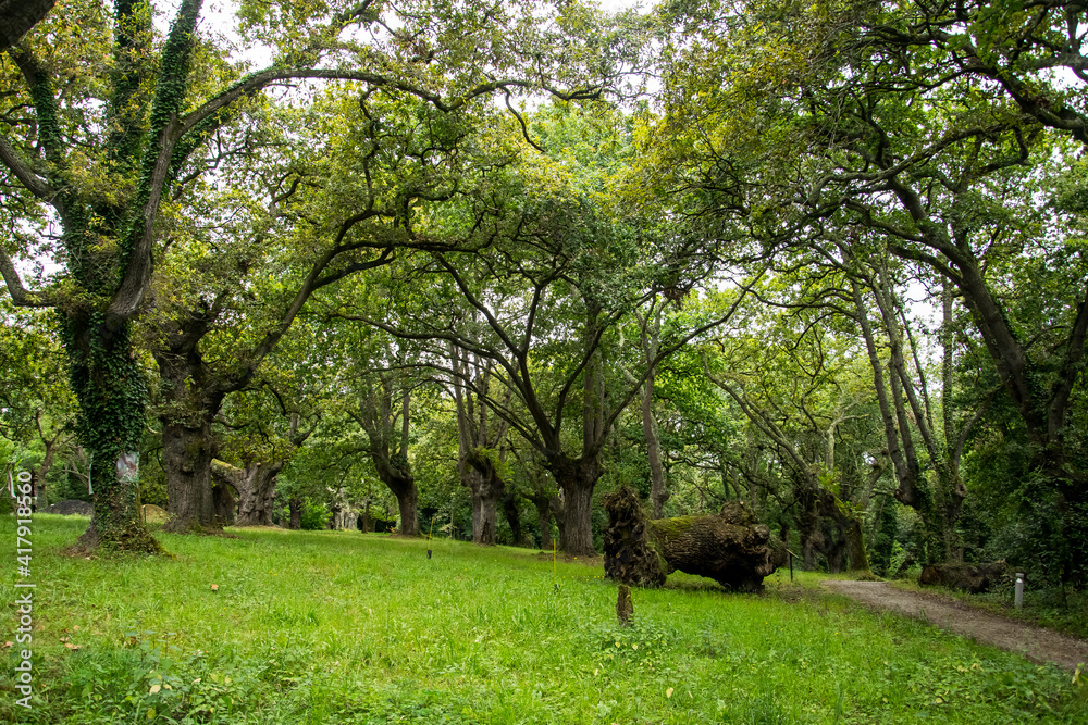 Formación boscosa de robles (Quercus robur) con hierbas para aprovechamiento del ganado bovino Formación boscosa de robles (Quercus robur) con hierbas para aprovechamiento del ganado bovino