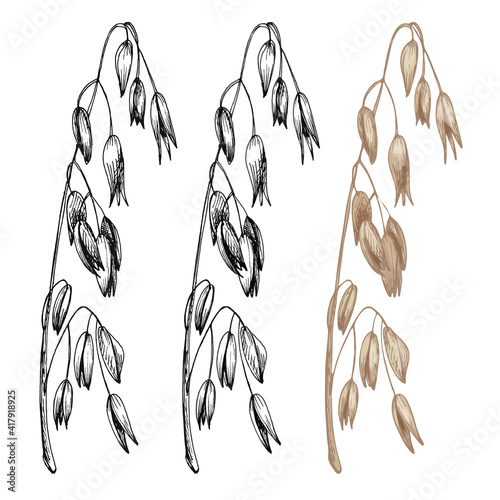Ears and grain of oat. Vector color vintage hand drawn hatching illustration