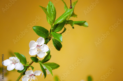 Branch of a blossoming apple tree, fruit tree