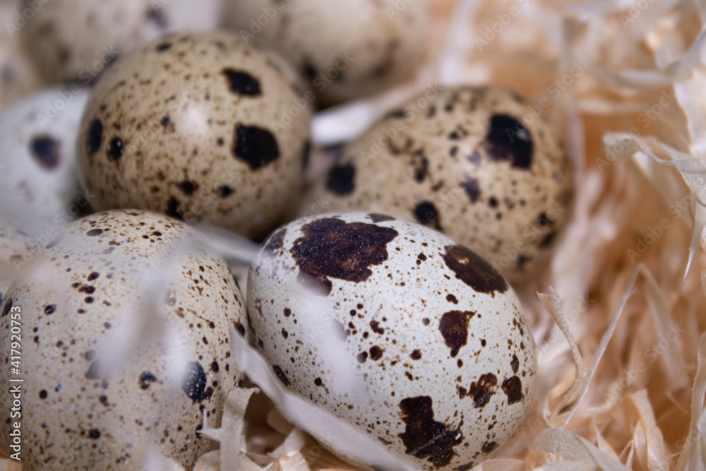 close up of quail eggs in a nest of dry grass. copy space for advertising of food or restaurant menu design. easter eggs close up of quail eggs in a nest of dry grass. copy space for advertising of food or restaurant menu design. easter eggs