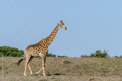Giraffe (Giraffa) in Süd Afrika beim laufen in der Steppenlandschaft