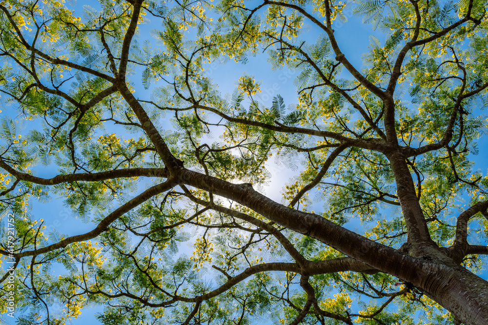 native tree of the Brazilian rain forest with yellow flowers under blue sky native tree of the Brazilian rain forest with yellow flowers under blue sky