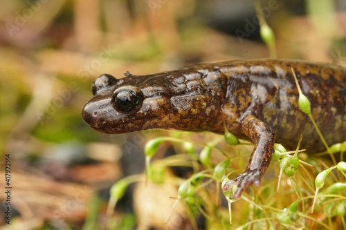 Lateral closeup of Dunn's salamander , Plethodon dunni in Columbia river gorge , Oregon