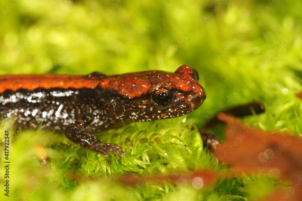 Fototapeta premium Closeup of a colorfull juvenile Dell Norte's salamander, Plethodon elongatus in South Oregon