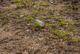 Plastic bottle laying on the ground
