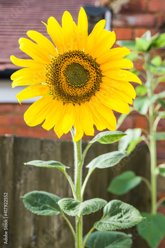 Fototapeta Naklejka Na Ścianę i Meble -  Sunflowers in a garden in pots, UK