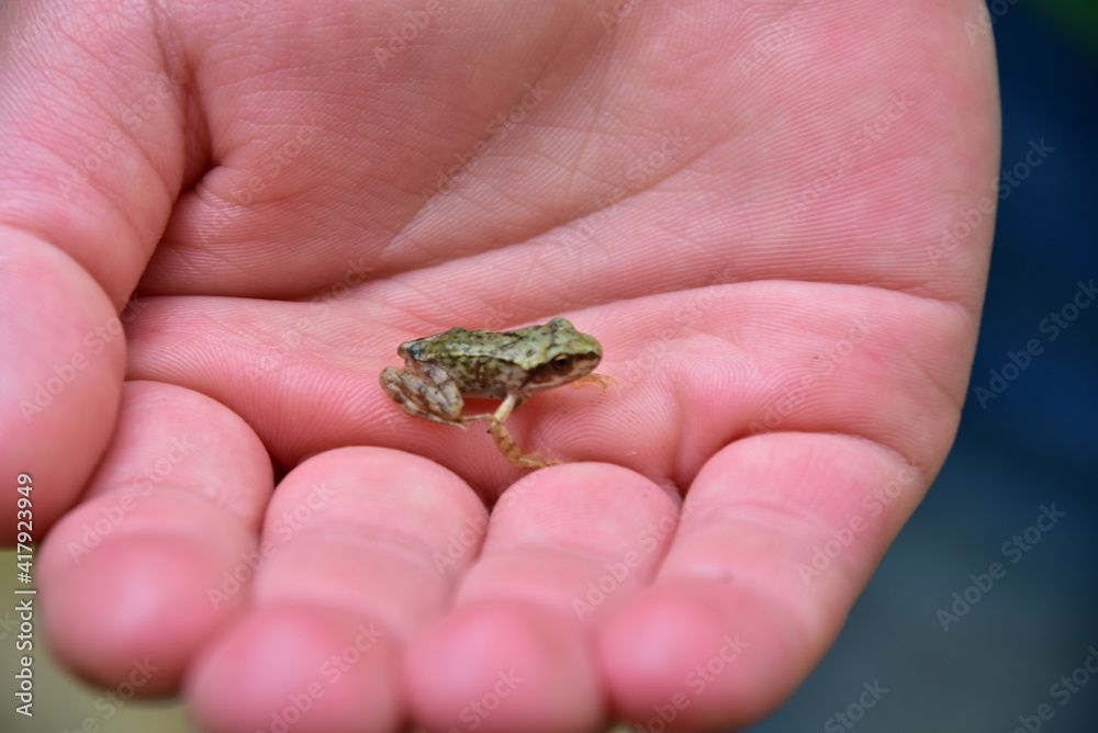 frog in hand frog in hand