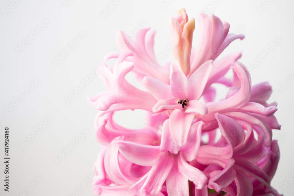 Close up of a pink hyacinth flower on a white background with copy space