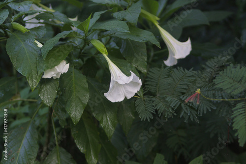 Kecubung, Brugmansia suaveolens, Brazil's white angel trumpet, also known as angel's tears and snowy angel’s trumpet. photo