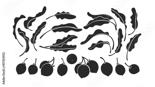 Photography Shea set. Vector karite tree, leaf, nut Black mold