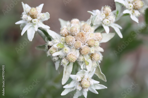 Blooming edelweiss in sunny June