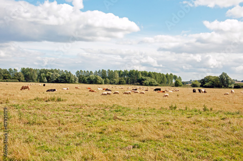 herd of sheep and cows on pasture