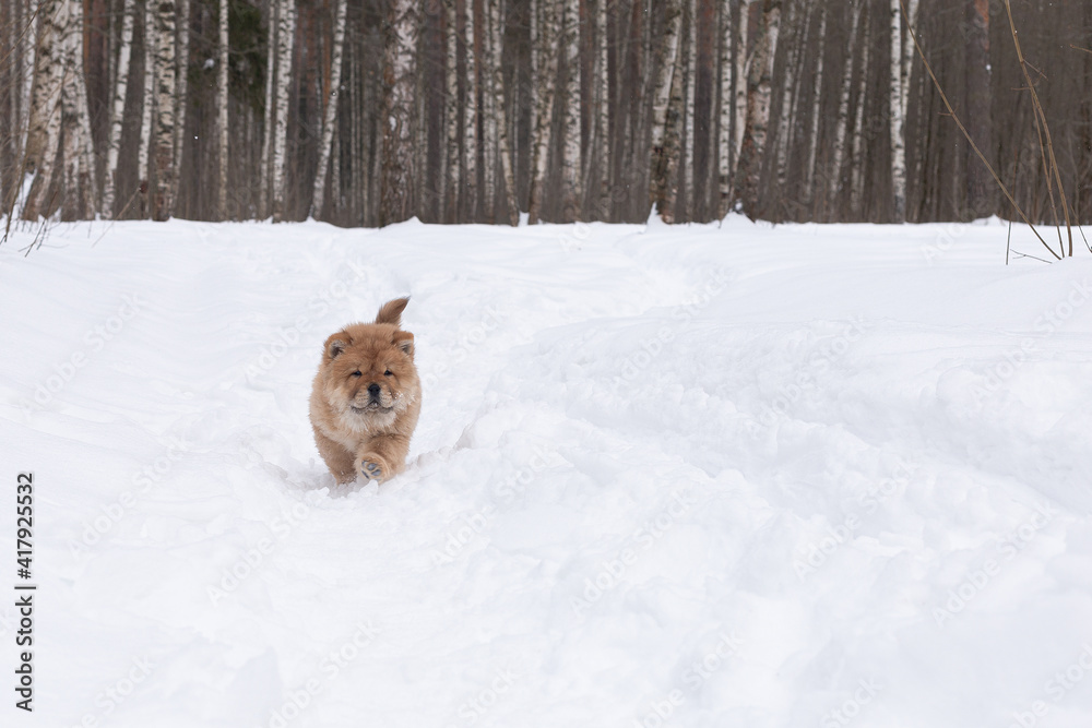 A Little fluffy dog runs through the snow, chow chow puppy A Little fluffy dog runs through the snow, chow chow puppy