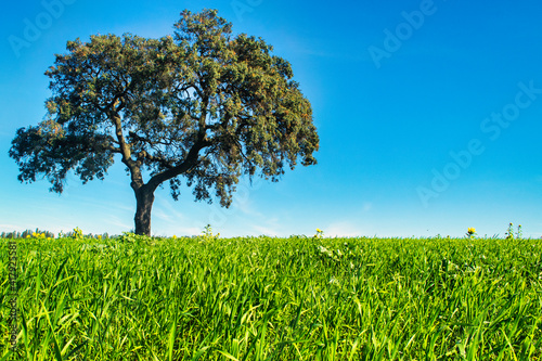 Field, tree and blue sky
