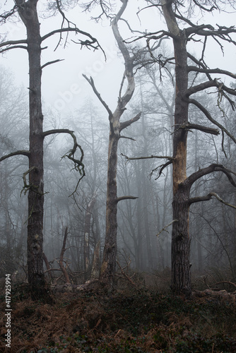 Vászonkép Misty foggy forest with death trees background