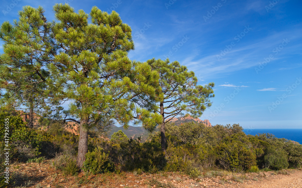 Mediterranean pine prees in Esterel Mountains Massif de l'Esterel. Saint Raphael, Provence, Cote d'Azur, France. Mediterranean pine prees in Esterel Mountains Massif de l'Esterel. Saint Raphael, Provence, Cote d'Azur, France.