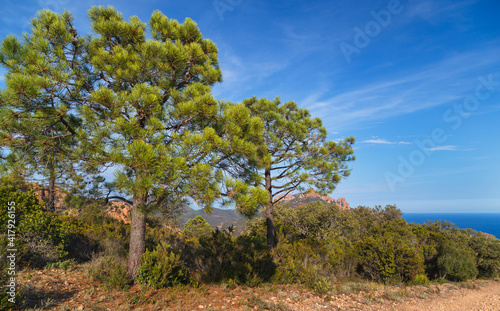 Mediterranean pine prees in Esterel Mountains Massif de l'Esterel. Saint Raphael, Provence, Cote d'Azur, France.