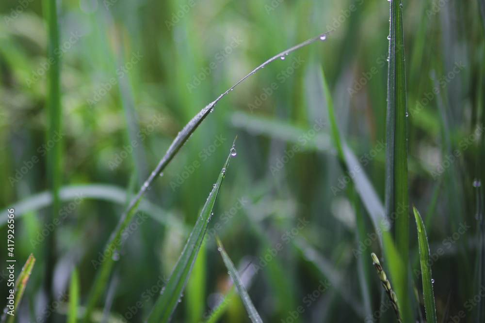 The Beauty of Fresh Rice Field with dewdrops in Indonesia in the Morning. Fresh Green Rice Field The Beauty of Fresh Rice Field with dewdrops in Indonesia in the Morning. Fresh Green Rice Field