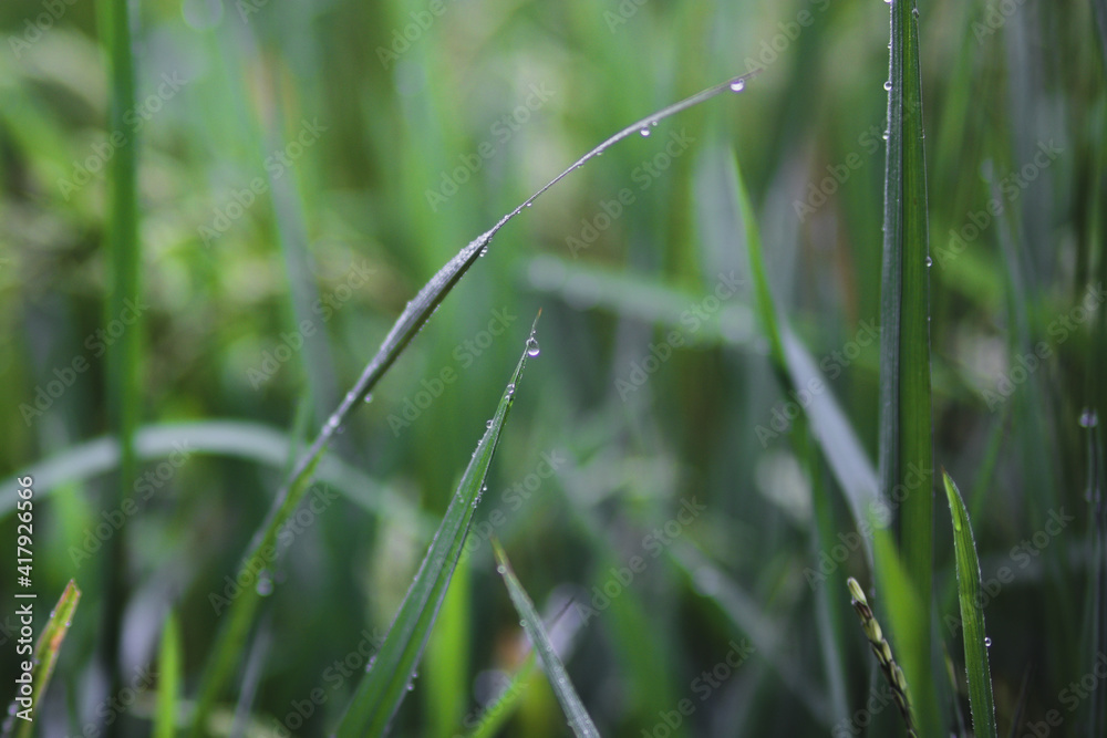 The Beauty of Fresh Rice Field with dewdrops in Indonesia in the Morning. Fresh Green Rice Field