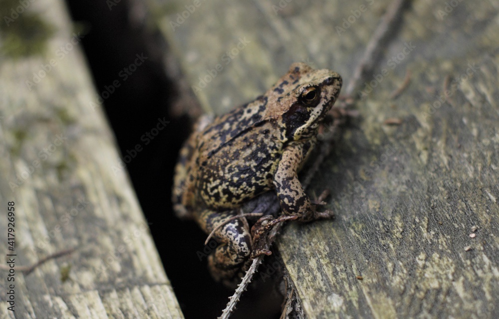Naklejka premium Small brown frog on wood